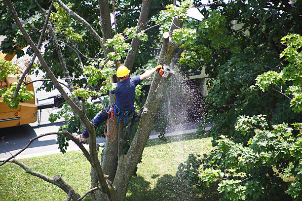 Mulching Services in Hometown, PA