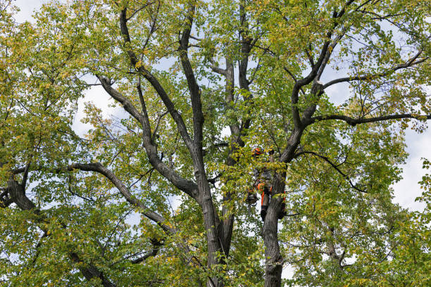 How Our Tree Care Process Works  in  Hometown, PA